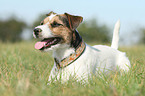 Parson Russell Terrier