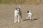 Parson Russell Terrier with puppy
