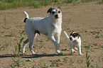 Parson Russell Terrier with puppy