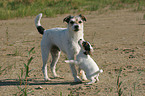Parson Russell Terrier with puppy