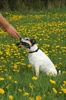 Parson Russell Terrier fetches leash
