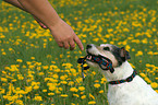 Parson Russell Terrier fetches leash