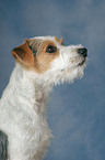 Parson Russell Terrier Portrait