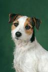 Parson Russell Terrier Portrait