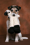 Parson Russell Terrier with toy