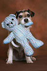 Parson Russell Terrier with toy