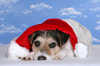 lying Parson Russell Terrier