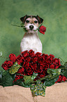 Parson Russell Terrier with roses