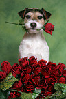 Parson Russell Terrier with roses