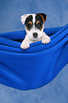 Parson Russell Terrier Puppy Portrait