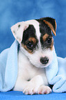 Parson Russell Terrier Puppy under a blanket