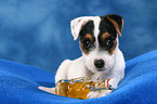 lying Parson Russell Terrier Puppy
