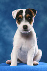 sitting Parson Russell Terrier Puppy