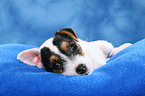 lying Parson Russell Terrier Puppy