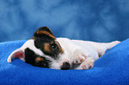 lying Parson Russell Terrier Puppy