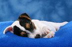 sleeping Parson Russell Terrier Puppy