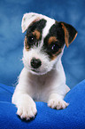 lying Parson Russell Terrier Puppy