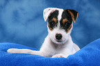 lying Parson Russell Terrier Puppy