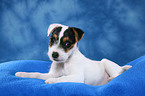 lying Parson Russell Terrier Puppy