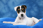 lying Parson Russell Terrier Puppy