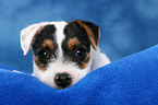 cute lying Parson Russell Terrier Puppy
