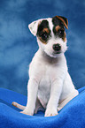 sitting Parson Russell Terrier Puppy