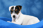 lying Parson Russell Terrier Puppy