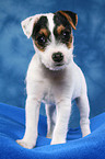 standing Parson Russell Terrier Puppy