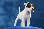 standing Parson Russell Terrier Puppy