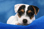 lying Parson Russell Terrier Puppy