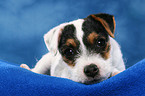 lying Parson Russell Terrier Puppy