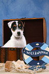 Parson Russell Terrier Puppy in chest