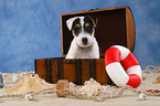 Parson Russell Terrier Puppy in chest