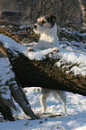 Parson Russell Terrier in the snow