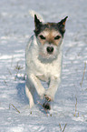 running Parson Russell Terrier in the snow