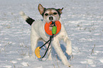 playing Parson Russell Terrier in the snow