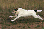 playing Parson Russell Terrier