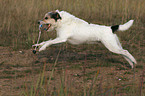 playing Parson Russell Terrier