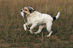 playing Parson Russell Terrier