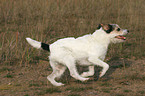 running Parson Russell Terrier