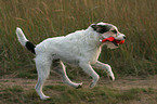 playing Parson Russell Terrier