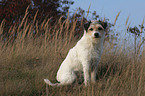 sitting Parson Russell Terrier