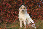 sitting Parson Russell Terrier