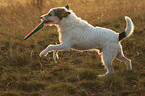 playing Parson Russell Terrier