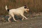 running Parson Russell Terrier