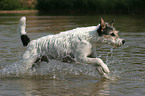 running Parson Russell Terrier