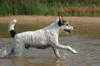 Parson Russell Terrier runs through the water