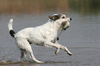 playing Parson Russell Terrier