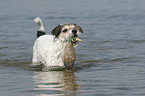 playing Parson Russell Terrier