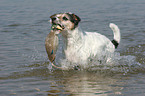 playing Parson Russell Terrier